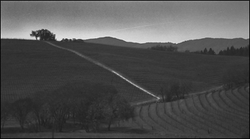 Conn Valley Moonlit Vineyard