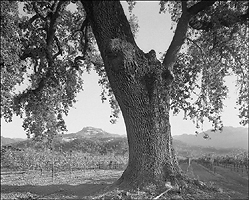 Vineyard Oak